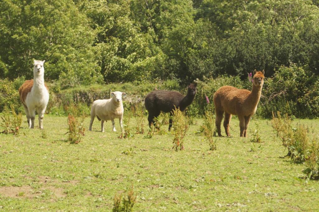 Bed & Breakfast Mullacott Farm Ilfracombe
